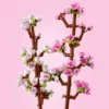 40725 Cherry Blossoms (Цветущая вишня)